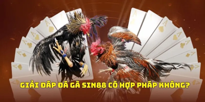 Giải đáp đá gà Sin88 có hợp pháp không?
