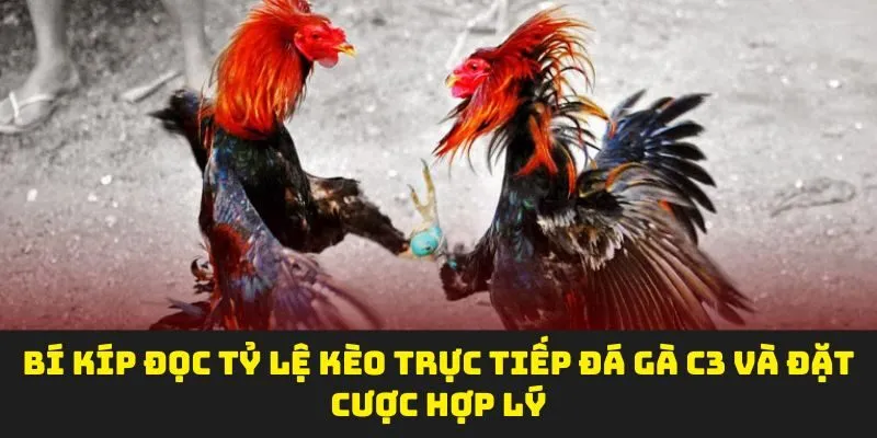 Bí kíp đọc tỷ lệ kèo trực tiếp đá gà C3 và đặt cược hợp lý