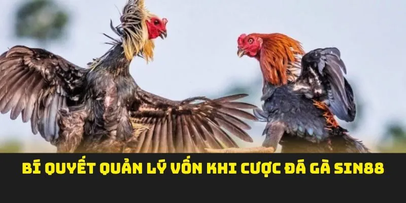 Bí quyết quản lý vốn khi cược đá gà sin88