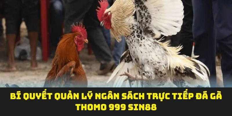 Bí quyết quản lý ngân sách trực tiếp đá gà Thomo 999 Sin88