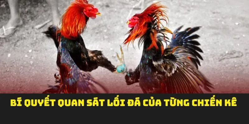 Bí quyết quan sát lối đá của từng chiến kê