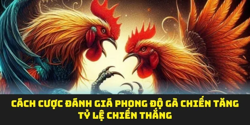 Cách cược đá gà cựa dao sin88 tăng tỷ lệ chiến thắng