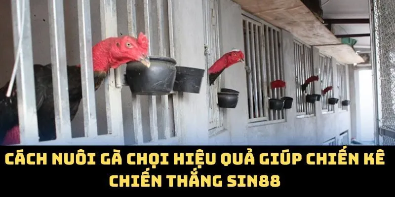 Cách Nuôi Gà Chọi Hiệu Quả Giúp Chiến Kê Chiến Thắng Sin88