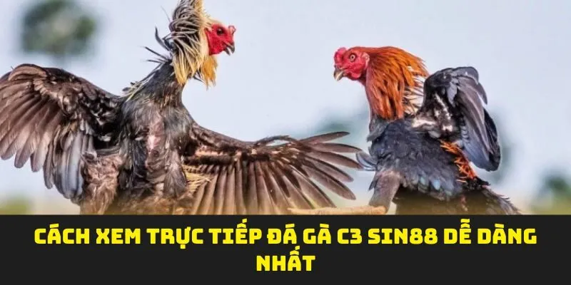 Cách xem trực tiếp đá gà C3 sin88 dễ dàng nhất