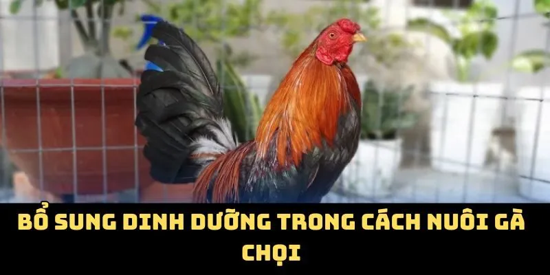 Bổ sung dinh dưỡng trong cách nuôi gà chọi