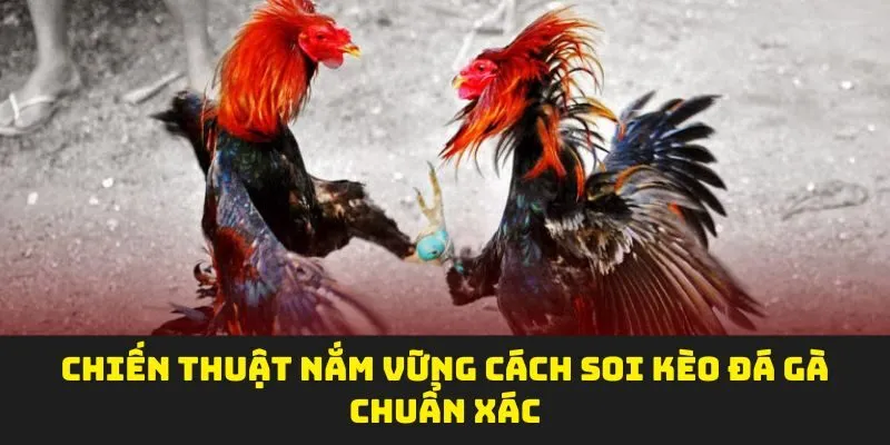 Chiến thuật nắm vững cách soi kèo đá gà chuẩn xác