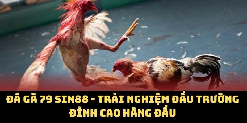 Đá Gà 79 SIN88 - Trải Nghiệm Đấu Trường Đỉnh Cao Hàng Đầu