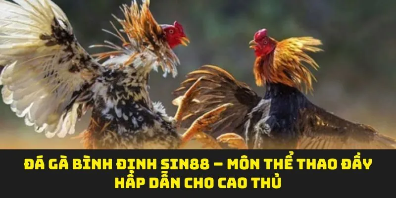 Đá Gà Bình Định Sin88 – Môn Thể Thao Đầy Hấp Dẫn Cho Cao Thủ