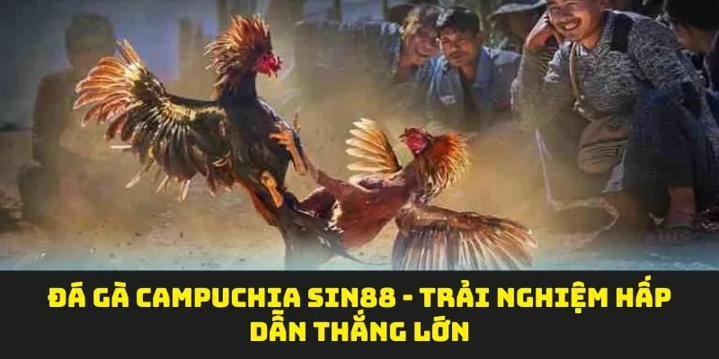 Đá Gà Campuchia SIN88 - Trải Nghiệm Hấp Dẫn Thắng Lớn
