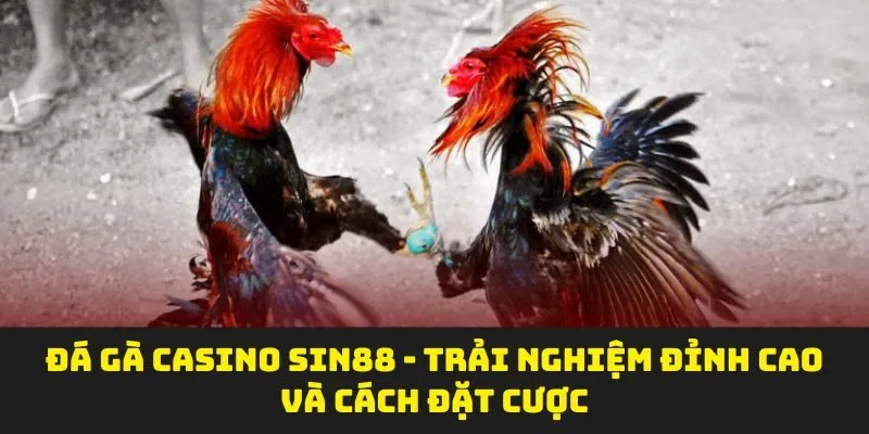 Đá Gà Casino Sin88 - Trải Nghiệm Đỉnh Cao Và Cách Đặt Cược