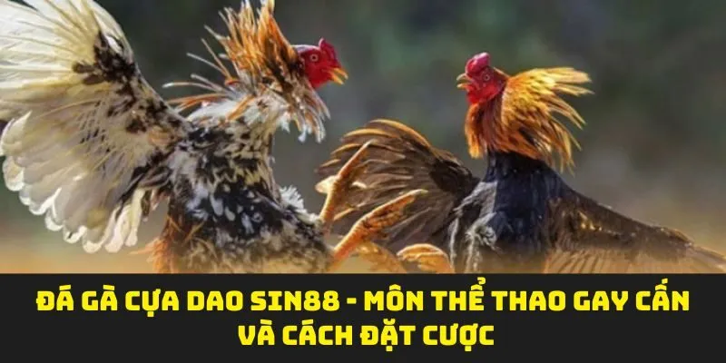 Đá Gà Cựa Dao SIN88 - Môn Thể Thao Gay Cấn Và Cách Đặt Cược