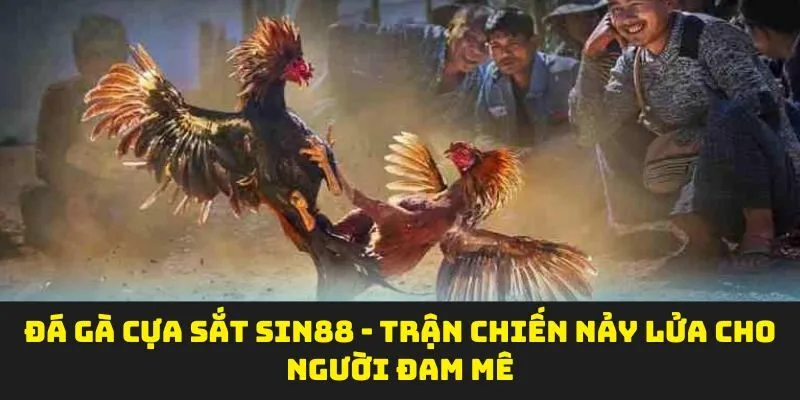 Đá Gà Cựa Sắt Sin88 - Trận Chiến Nảy Lửa Cho Người Đam Mê