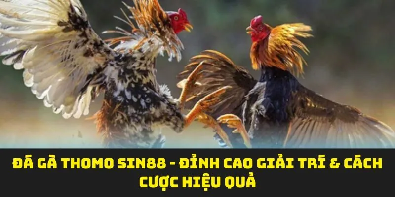 Đá Gà Thomo SIN88 - Đỉnh Cao Giải Trí & Cách Cược Hiệu Quả