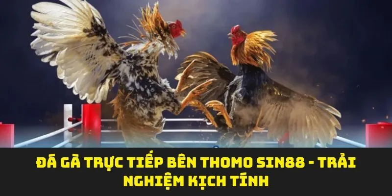 Đá Gà Trực Tiếp Bên Thomo SIN88 - Trải Nghiệm Kịch Tính