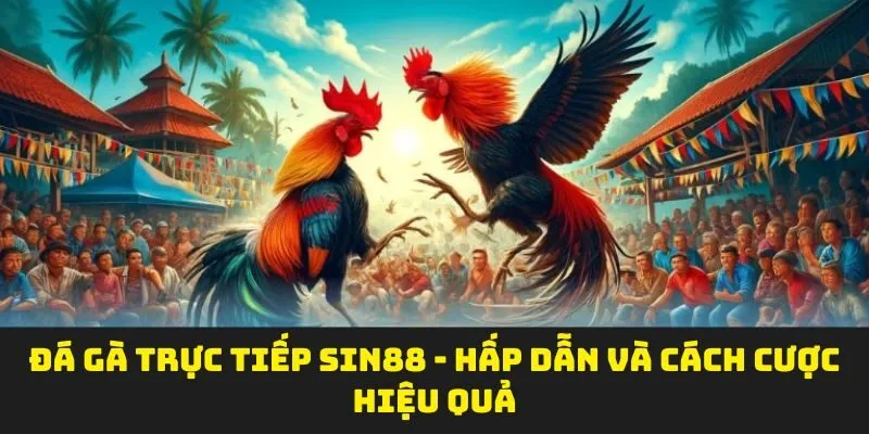 Đá Gà Trực Tiếp SIN88 - Hấp Dẫn Và Cách Cược Hiệu Quả