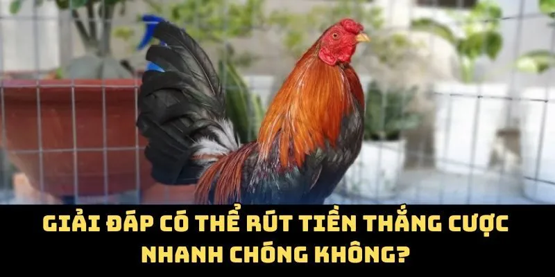 Giải đáp có thể rút tiền thắng cược nhanh chóng không?