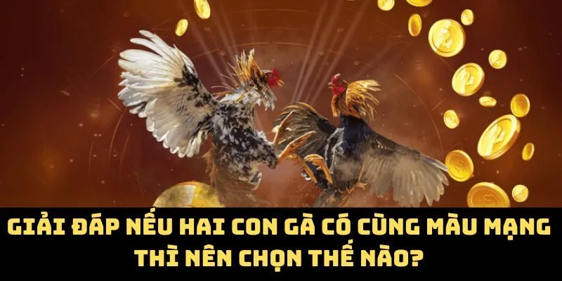 Giải đáp nếu hai con gà có cùng màu mạng thì nên chọn thế nào?