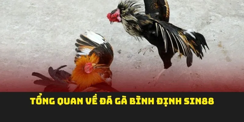Tổng quan về đá gà bình định sin88