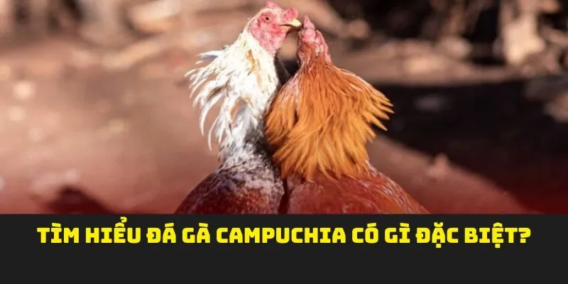 Tìm hiểu đá gà Campuchia có gì đặc biệt?