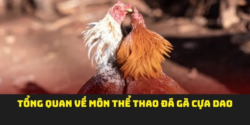 Tổng quan về môn thể thao đá gà cựa dao