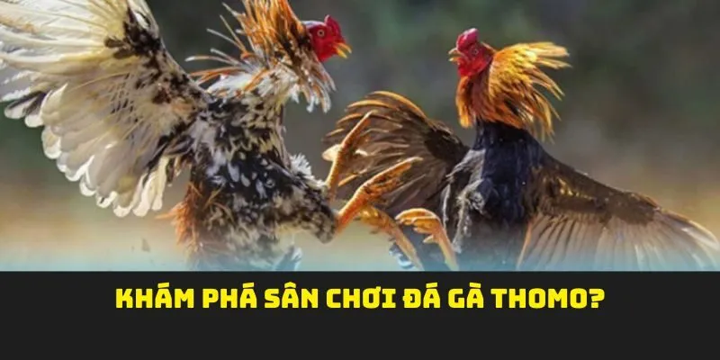 Khám phá sân chơi Đá gà Thomo?