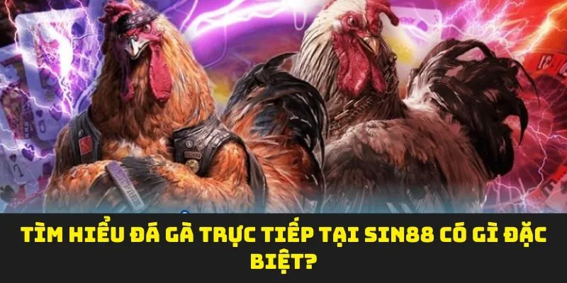 Tìm hiểu đá gà trực tiếp tại sin88 có gì đặc biệt?