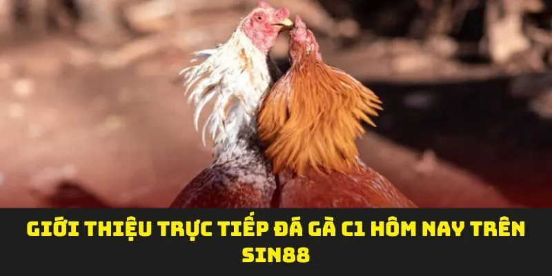 Giới thiệu trực tiếp Đá Gà C1 hôm nay trên Sin88