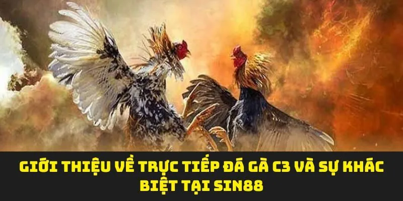 Giới thiệu về trực tiếp đá gà C3 và sự khác biệt tại Sin88