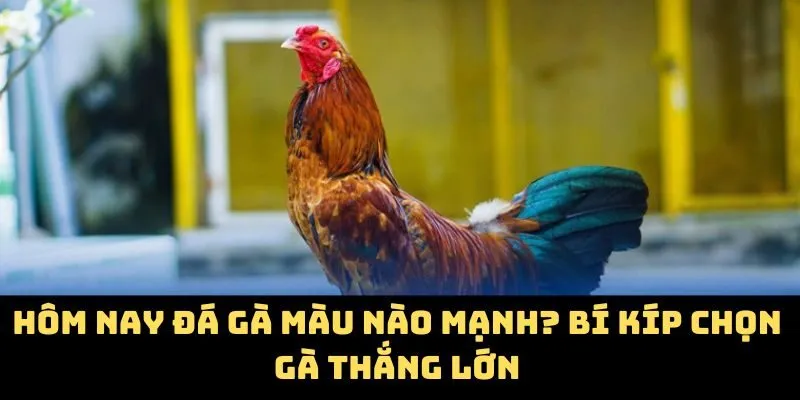 Hôm Nay Đá Gà Màu Nào Mạnh? Bí Kíp Chọn Gà Thắng Lớn