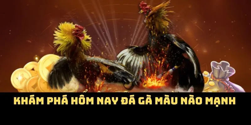 Khám phá hôm nay đá gà màu nào mạnh