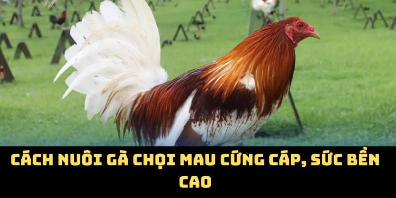 Cách nuôi gà chọi mau cứng cáp, sức bền cao