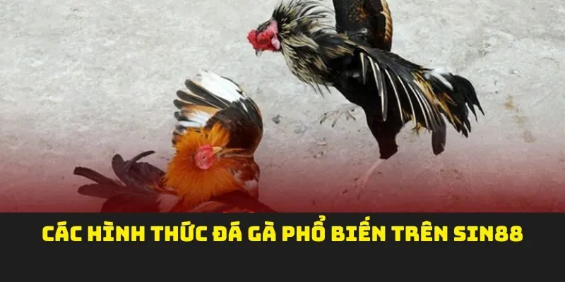 Các hình thức đá gà phổ biến trên SIN88