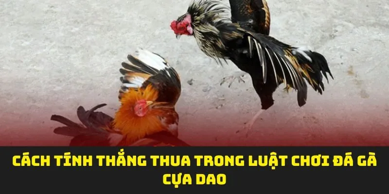 Cách tính thắng thua trong luật chơi đá gà cựa dao