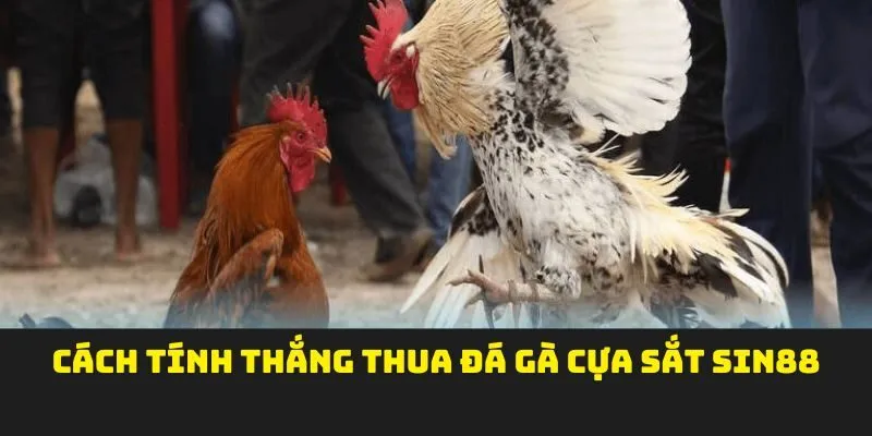 Cách tính thắng thua đá gà cựa sắt sin88