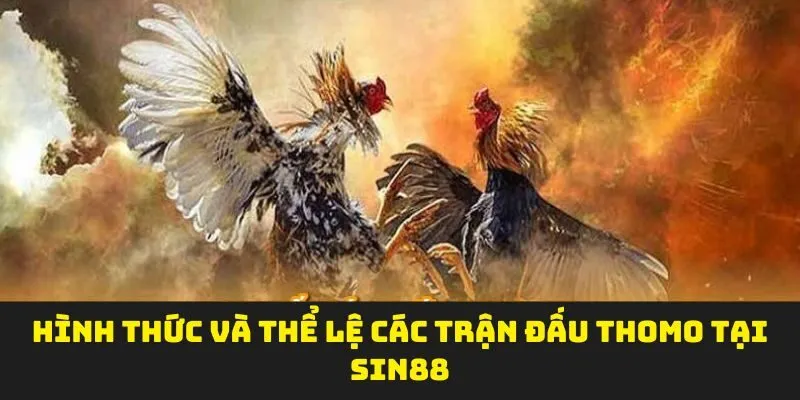 Hình thức và thể lệ các trận đấu Thomo tại sin88