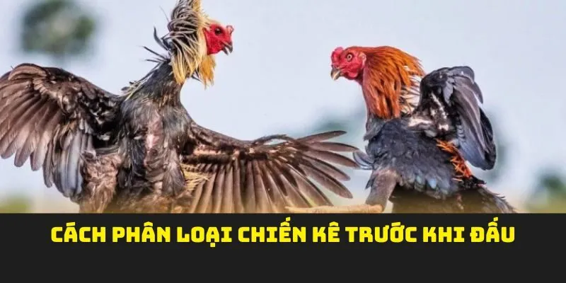 Cách phân loại chiến kê trước khi đấu