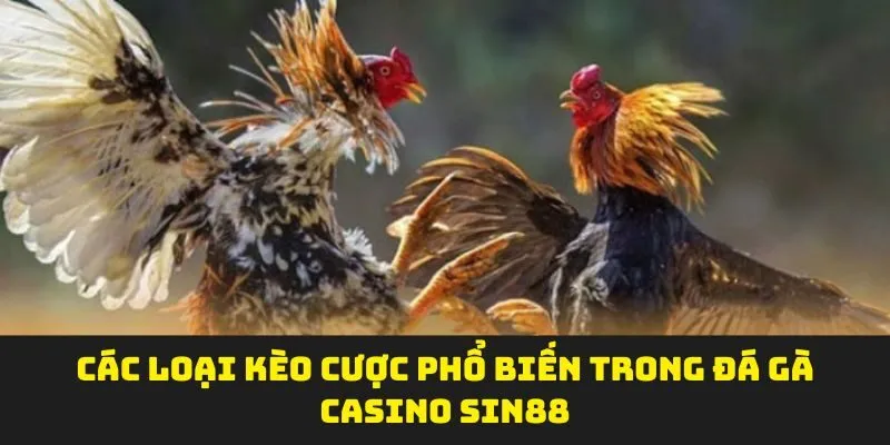 Các loại kèo cược phổ biến trong đá gà casino Sin88
