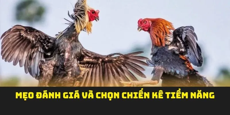 Mẹo đánh giá và chọn chiến kê tiềm năng
