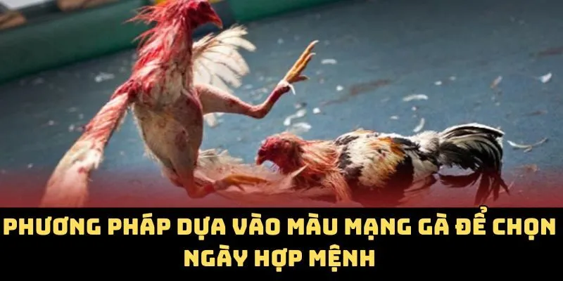 Phương pháp dựa vào màu mạng gà để chọn ngày hợp mệnh