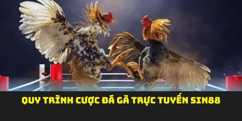 Quy trình cược đá gà trực tuyến SIN88