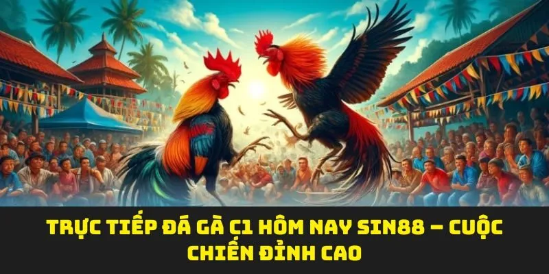 Trực Tiếp Đá Gà C1 Hôm Nay Sin88 – Cuộc Chiến Đỉnh Cao