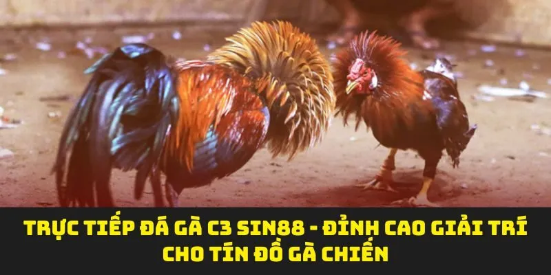 Trực Tiếp Đá Gà C3 Sin88 - Đỉnh Cao Giải Trí Cho Tín Đồ Gà Chiến
