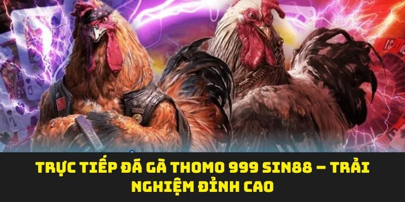 Trực Tiếp Đá Gà Thomo 999 Sin88 – Trải Nghiệm Đỉnh Cao